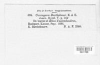Passalora bartholomei image